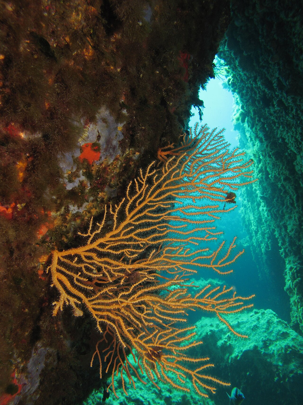 Duiken in de Middellandse Zee bij Corsica